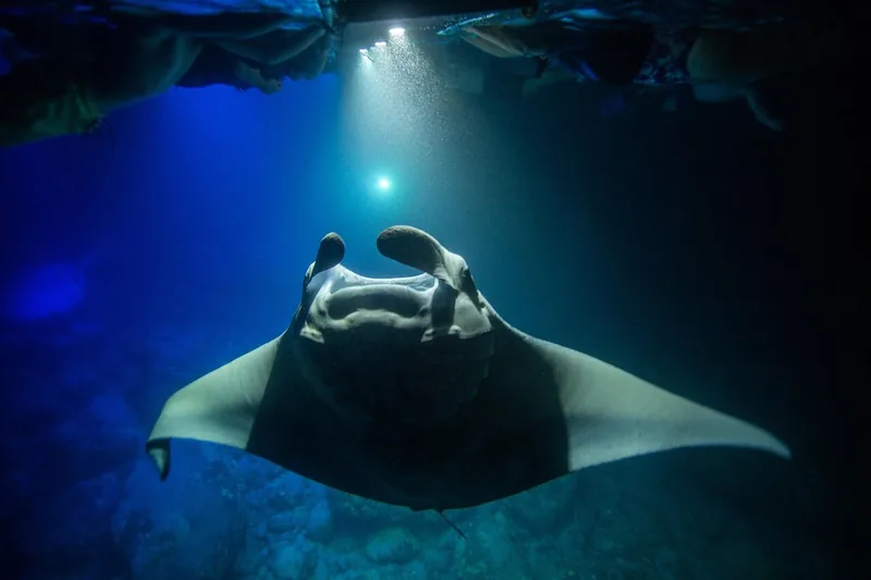Mantarochen-Nachtschnorcheln von Sea Quest