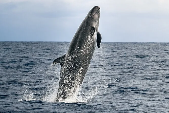 Delfin- & Walbeobachtungstour