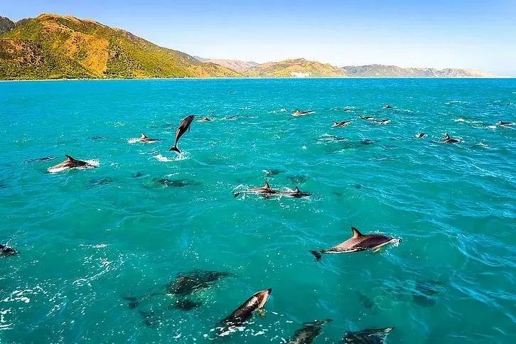 Eine Gruppe Delfine, die an der Oberfläche von türkisfarbenem Wasser unterhalb trockener Hügel schwimmt