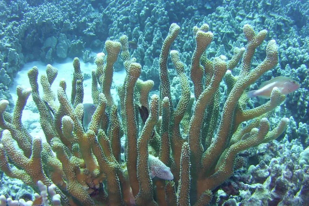 Branching coral and a small fish on a shallow reef