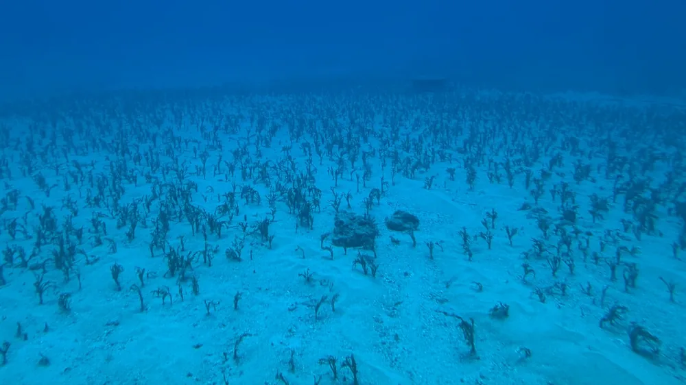 Gästefoto eines sandigen Meeresgrunds mit verstreutem Seegras in blauem Wasser